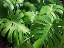 Swiss- cheese plant